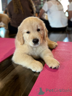 Photo №1. golden retriever - for sale in the city of Munich | negotiated | Announcement № 174975