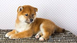 Photo №2 to announcement № 160815 for the sale of shiba inu - buy in Netherlands breeder