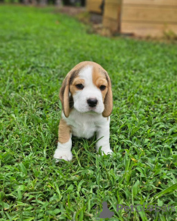 Additional photos: Excellent purebred, healthy beagle puppies looking for a new home.