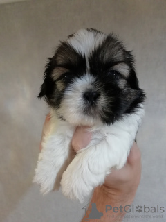 Additional photos: Shih Tzu