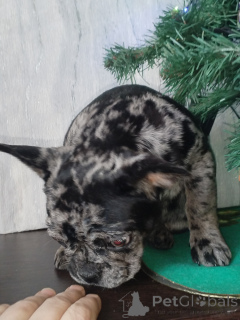 Photo №2 to announcement № 163105 for the sale of french bulldog - buy in Belarus private announcement