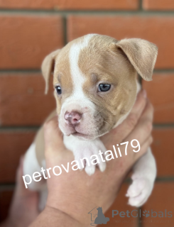 Photo №1. american bully - for sale in the city of Krasnodar | negotiated | Announcement № 146110