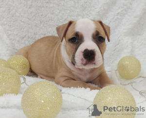 Additional photos: American Staffordshire Terrier puppies