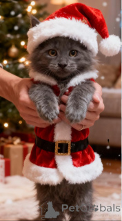 Photo №1. maine coon - for sale in the city of Bleialf | 877$ | Announcement № 160434