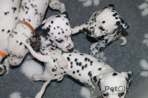 Photo №1. dalmatian dog - for sale in the city of Dragonja | 473$ | Announcement № 13751