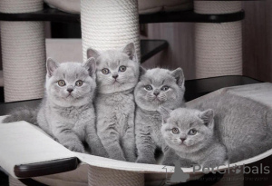 Photo №1. british shorthair - for sale in the city of Zürich | 413$ | Announcement № 172915