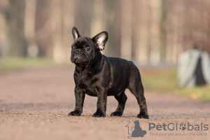 Photo №2 to announcement № 17354 for the sale of french bulldog - buy in Russian Federation from nursery