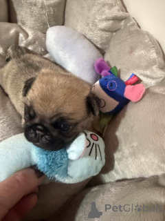Photo №1. pug - for sale in the city of Aarschot | negotiated | Announcement № 158834