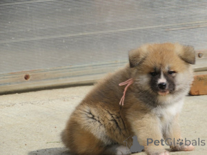 Photo №4. I will sell akita in the city of Belgrade.  - price - negotiated