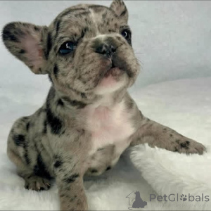 Photo №1. french bulldog - for sale in the city of Brussels | 941$ | Announcement № 137788