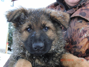 Photo №2 to announcement № 818 for the sale of german shepherd - buy in Belarus breeder