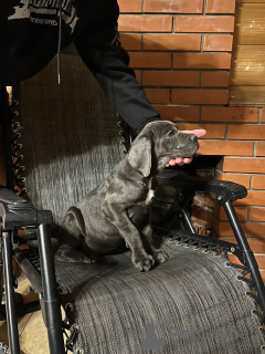 Photo №2 to announcement № 132737 for the sale of cane corso - buy in Russian Federation breeder
