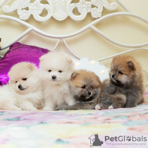 Photo №1. pomeranian - for sale in the city of Флорида Сити | 450$ | Announcement № 127569