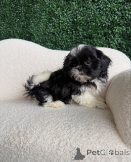 Photo №2 to announcement № 165219 for the sale of shih tzu - buy in Romania breeder