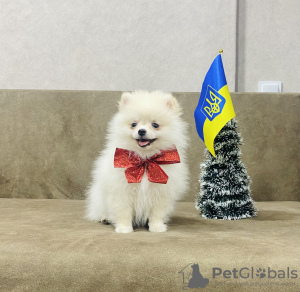 Photo №1. pomeranian - for sale in the city of Dnipro | 1000$ | Announcement № 33054