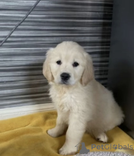 Photo №1. golden retriever - for sale in the city of Santiago | negotiated | Announcement № 42789