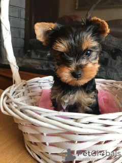 Photo №2 to announcement № 10580 for the sale of yorkshire terrier - buy in Ukraine private announcement
