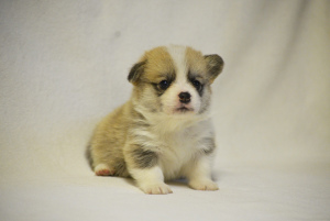 Photo №1. welsh corgi - for sale in the city of Москва | 1004$ | Announcement № 3894