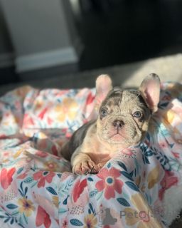 Photo №1. french bulldog - for sale in the city of Munich | 612$ | Announcement № 150648