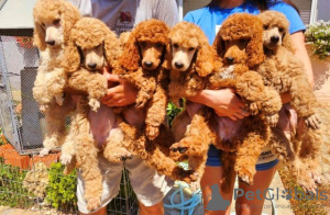 Additional photos: Royal Poodle puppies