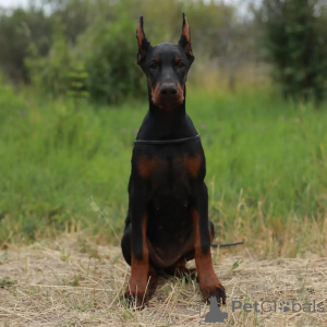 Photo №2 to announcement № 137742 for the sale of dobermann - buy in Germany private announcement