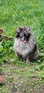 Photo №1. pomeranian - for sale in the city of Minsk | 400$ | Announcement № 64100
