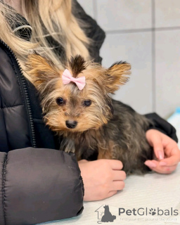 Photo №2 to announcement № 135305 for the sale of yorkshire terrier - buy in Spain breeder