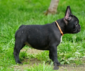 Photo №2 to announcement № 117876 for the sale of french bulldog - buy in Germany private announcement