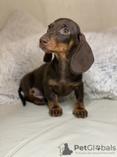 Photo №2 to announcement № 29314 for the sale of dachshund - buy in France breeder