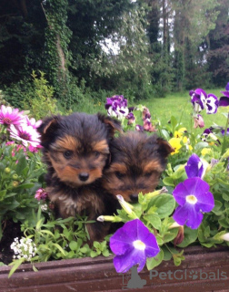 Photo №1. yorkshire terrier - for sale in the city of Napa | 300$ | Announcement № 51122