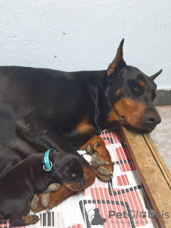Photo №4. I will sell dobermann in the city of Obrenovac. breeder - price - negotiated