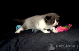 Photo №1. scottish fold - for sale in the city of Tiraspol | 264$ | Announcement № 50585