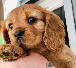 Photo №1. cavalier king charles spaniel - for sale in the city of Bruges | 423$ | Announcement № 96328