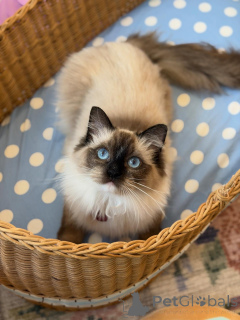Photo №1. ragdoll - for sale in the city of ALAVUS | 650$ | Announcement № 157468