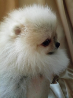 Photo №2 to announcement № 4048 for the sale of pomeranian - buy in Russian Federation breeder