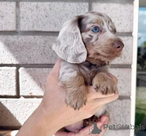 Photo №2 to announcement № 176054 for the sale of dachshund - buy in Netherlands private announcement