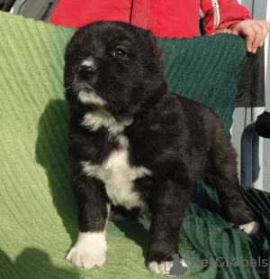 Additional photos: Central Asian Shepherd puppies