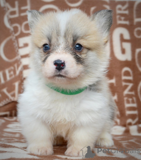 Photo №3. Welsh Corgi Pembroke - beautiful puppies. Serbia