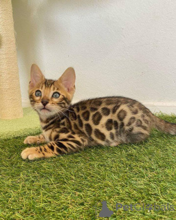 Photo №2 to announcement № 153229 for the sale of bengal cat - buy in Sweden private announcement