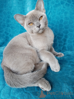 Photo №2 to announcement № 137193 for the sale of burmese cat - buy in Russian Federation breeder