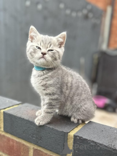 Photo №2 to announcement № 173824 for the sale of british shorthair - buy in United Kingdom private announcement, breeder