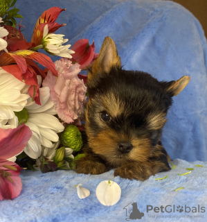 Photo №3. Yorkie puppies reserve. United States