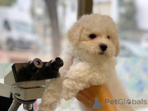 Photo №1. bichon frise - for sale in the city of Amsterdam | 516$ | Announcement № 160783