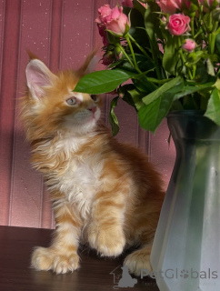 Photo №1. maine coon - for sale in the city of Dalarna | negotiated | Announcement № 155326