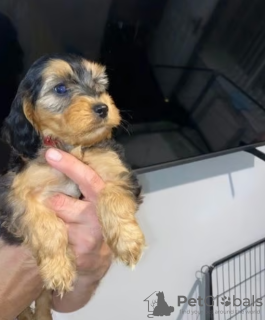 Photo №3. Adorable Cockapoo puppies. Canada