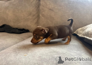 Photo №1. jack russell terrier - for sale in the city of Graz | 619$ | Announcement № 172158