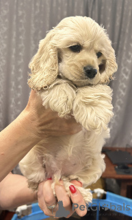 Photo №2 to announcement № 141288 for the sale of american cocker spaniel - buy in Kazakhstan private announcement