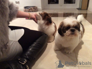 Photo №1. shih tzu - for sale in the city of Vilnius | 370$ | Announcement № 36067