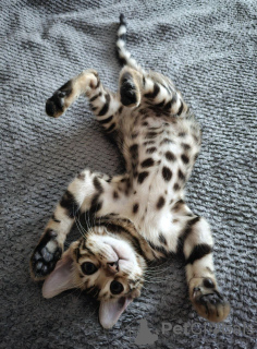 Photo №2 to announcement № 106330 for the sale of bengal cat - buy in New Zealand private announcement