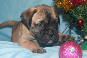 Photo №1. bullmastiff - for sale in the city of Минск | 557$ | Announcement № 4644